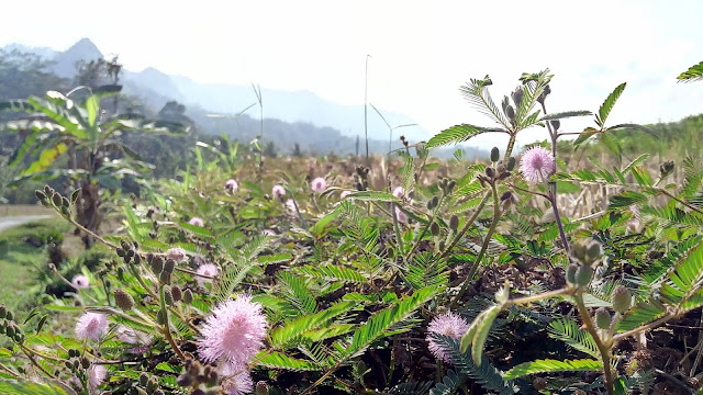 Mimosa Pudica grows on the side of the rice field in Yogyakarta City (Borobudur and Prambanan Tour)