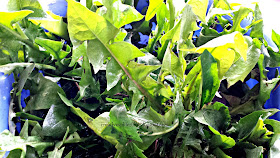 freshly picked dandelion leaves for dandelion pesto