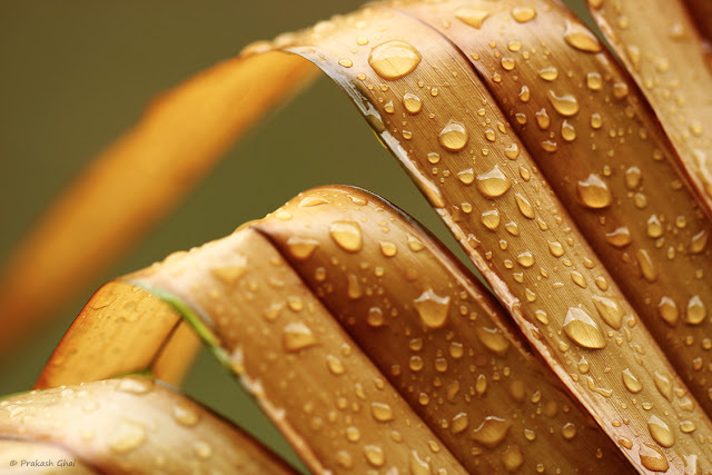 A Minimalist Photo of Multiple Water Droplets On Brown Palm Leaves