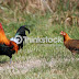 The Unintended Consequences of the Hen chasing the Rooster