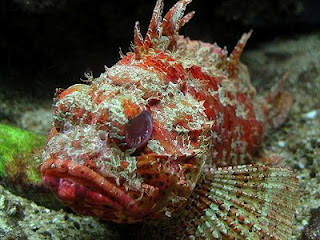 Devil Scorpion Fish