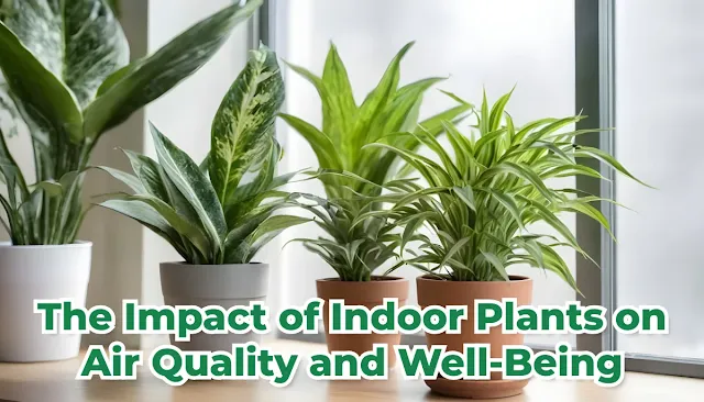 The Impact of Indoor Plants on Air Quality and Well-Being