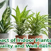 The Impact of Indoor Plants on Air Quality and Well-Being 