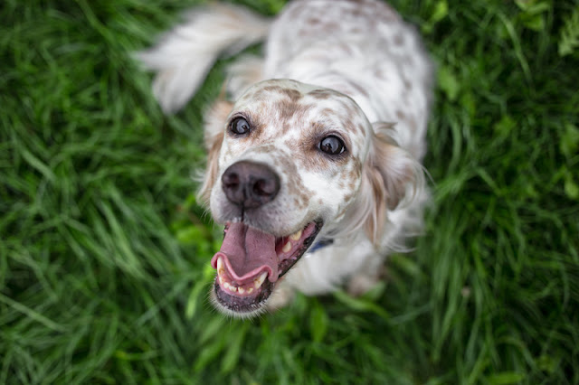 Reward-based training makes dogs happy. Photo shows a happy dog waiting for a reward
