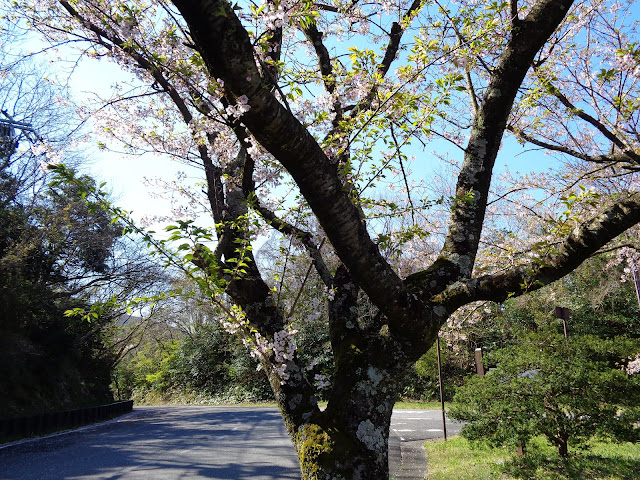 むきばんだ遺跡公園駐車場のソメイヨシノ桜