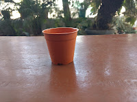 succulent pots in Ahmedabad