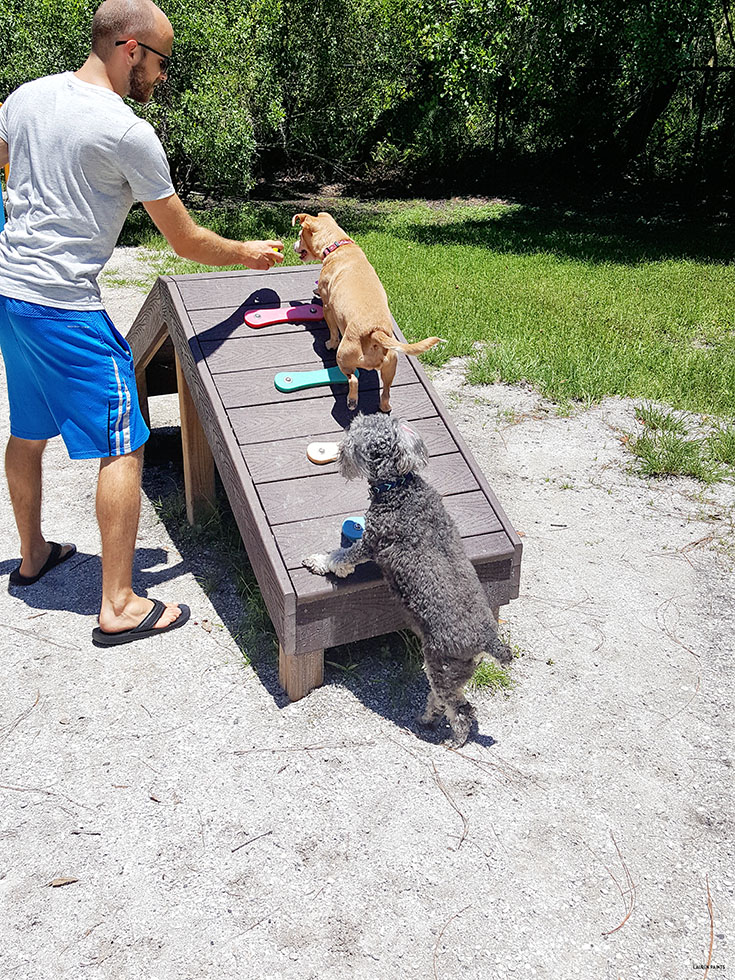 Every pup should have a dream dog park nearby their home. Find out how Beneful is making that dream a reality for many dogs and how you can score an awesome new park for your community... #DreamDogPark #FriendsofBeneful