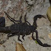 Por Calor, Aumentan 60% Picaduras de Alacranes