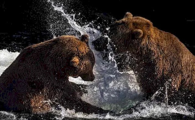 Osos en el Parque Nacional Katmai