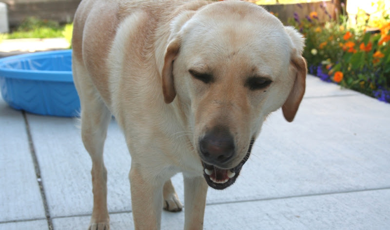 close up of cabana with mouth open as she chews the frozen treat, eyes are slightly closed, ears hung low, she looks almost like she's about to sneeze