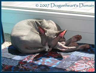 Dragonheart sleeping in the sun