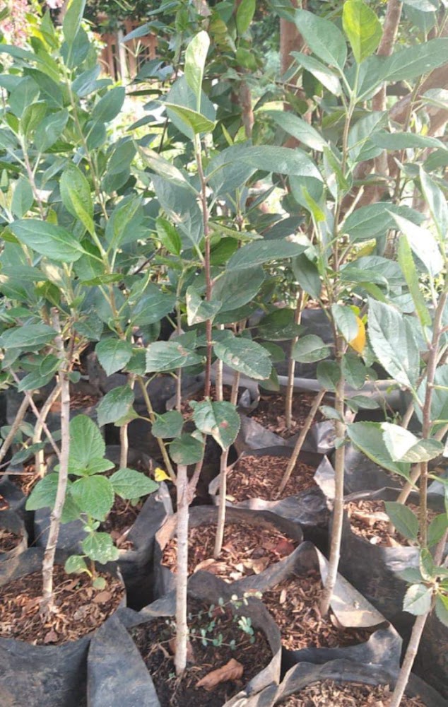 jual bibit pohon apel fuji unggulan kalimantan selatan Banten