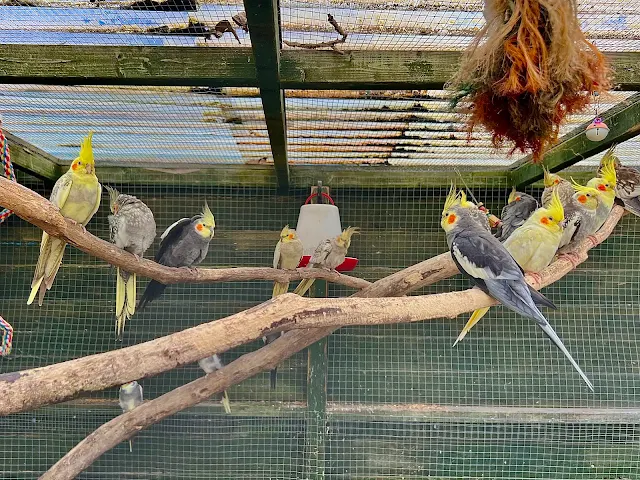 A collection of birds sitting on branches in an enclosure