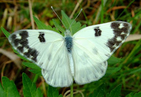 Bath white butterfly picture