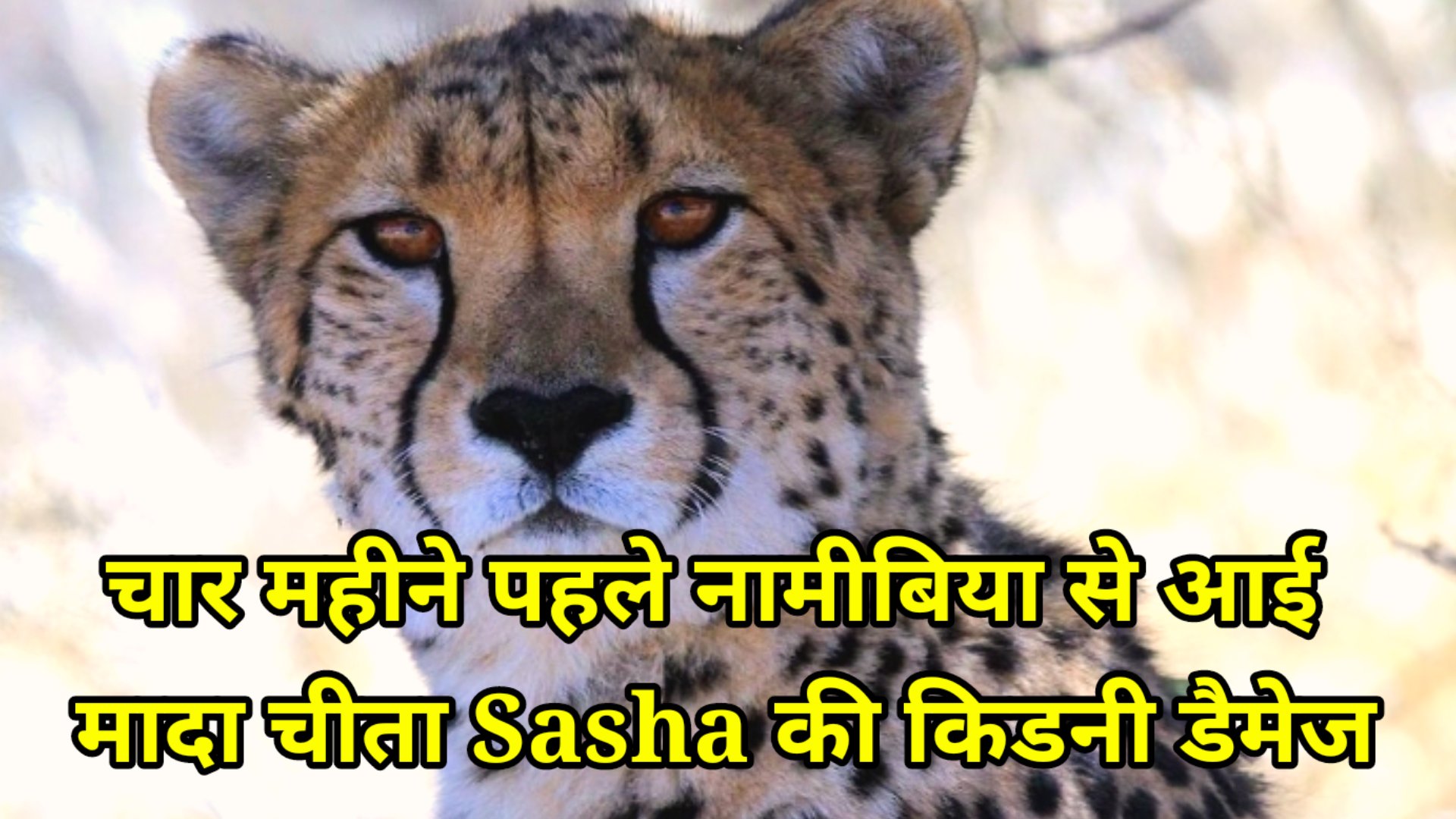 Kuno national park bad news, female tiger Sasha suffering from kidney damage:चार महीने पहले नामीबिया से आई मादा चीता Sasha की किडनी डैमेज