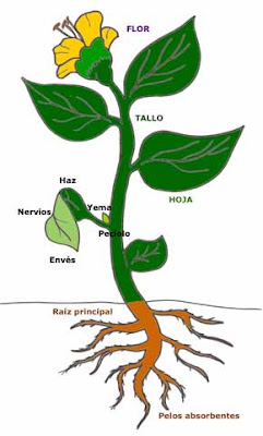 Resultado de imagen para las partes de las plantas