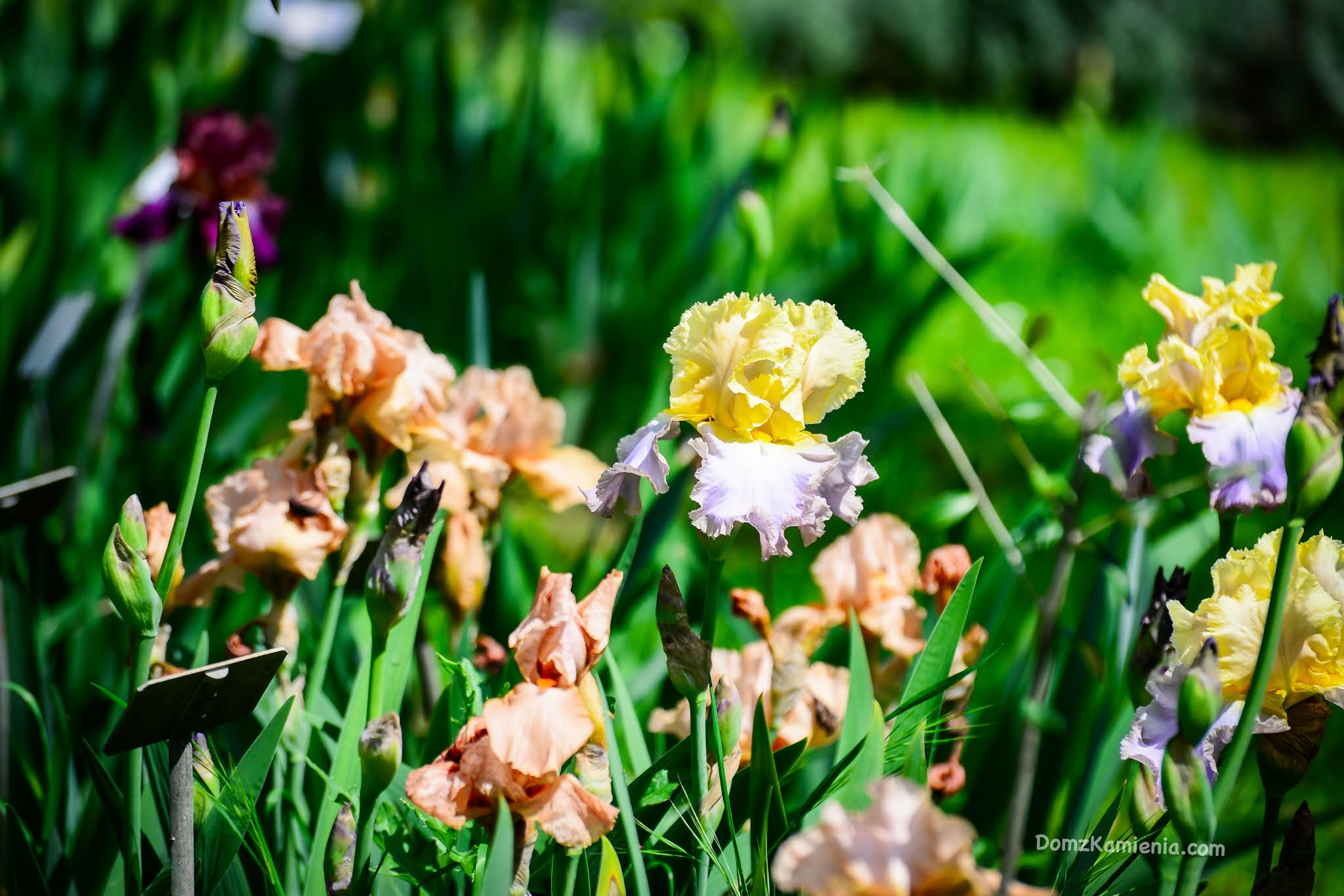 Giardino dell'Iris - Florencja, Dom z Kamienia