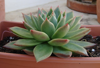 planta suculenta Echeveria colorata