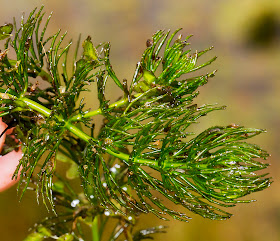 Rigid Hornwort, Ceratophyllum demersum.  Knole Park, 15 August 2014.