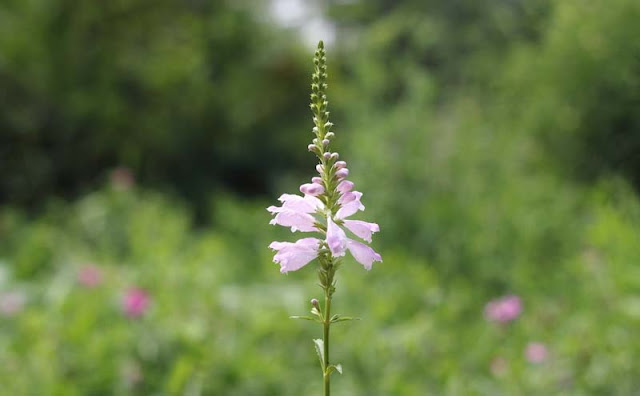 Physostegia Virginiana Flowers Pictures