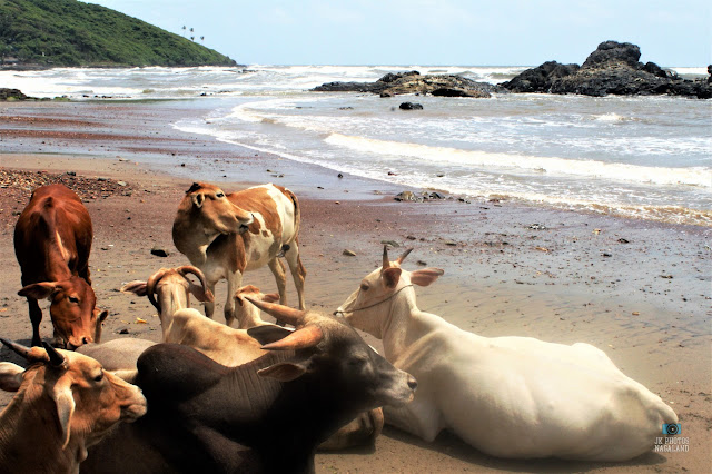 Some Interesting Things Found at Beaches in Goa