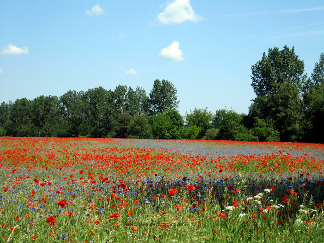 Kornblumen und Mohn