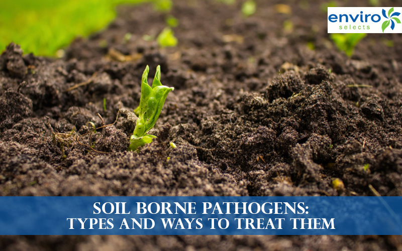 Soil Borne Pathogens: Types and Ways to Treat Them