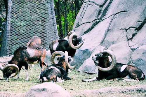 Animales del Bosque de Chapultepec: Borregos Cimarrones