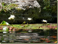 P7290667