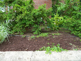 Riverdale Summer Front Garden Cleanup After by Paul Jung Gardening Services--a Toronto Organic Gardening Company
