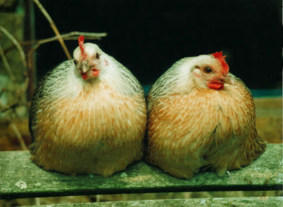 Rare breed Ardenner bantams organically raised