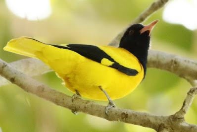 Black-hooded Oriole