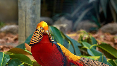 Faisán dorado - Descubre la belleza del Chrysolophus pictus