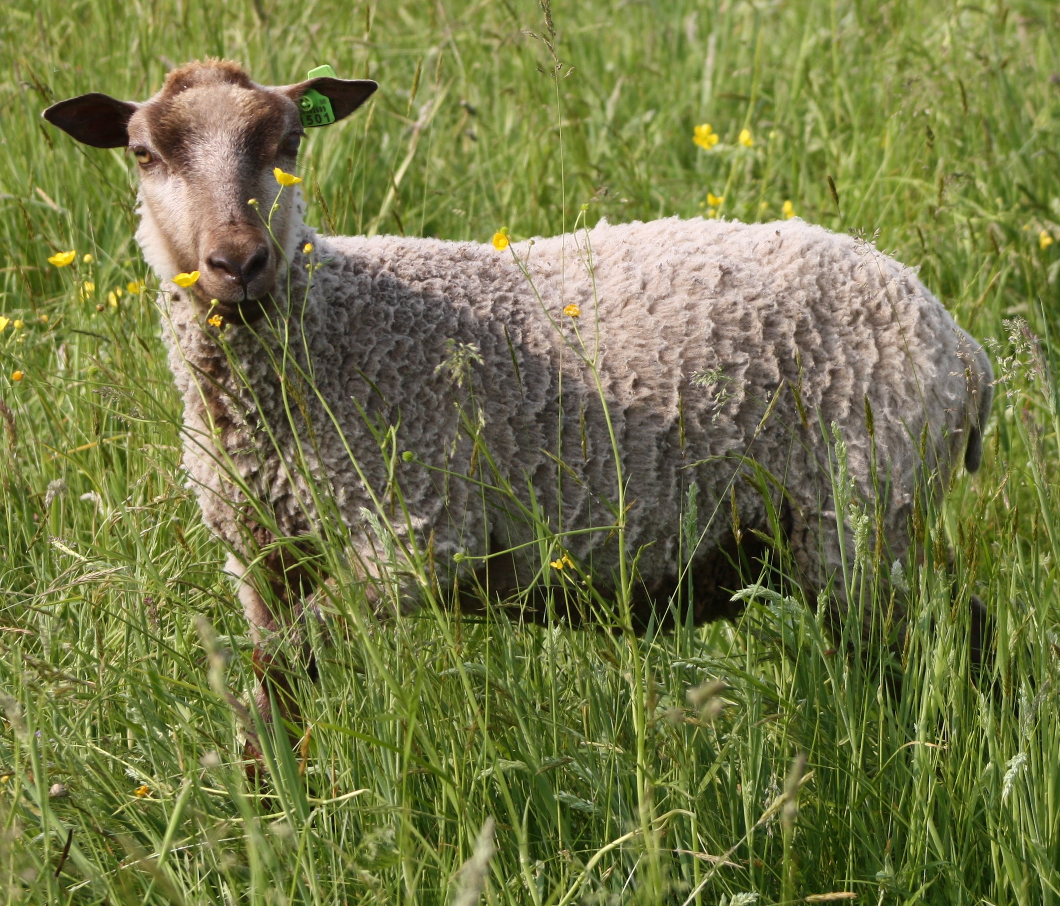 Whispering Pines Farm Registered Shetland Sheep: 2023 Available Ewes