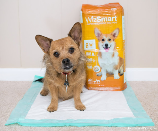 Jada and WizSmart Eco Friendly Pee Pads