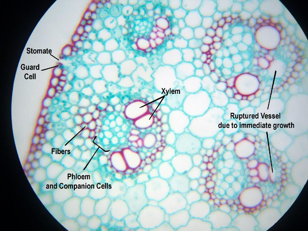 Biology Eleven: Looking at Agiospermae Reproductive organs ...