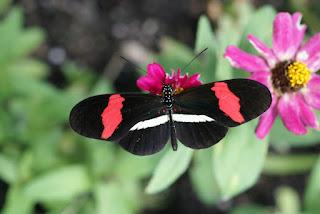 Heliconius erato