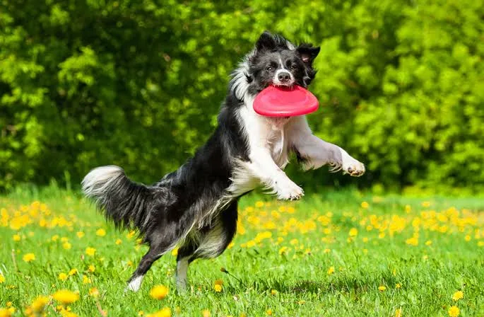 The Collie dog an excellent sporting dog