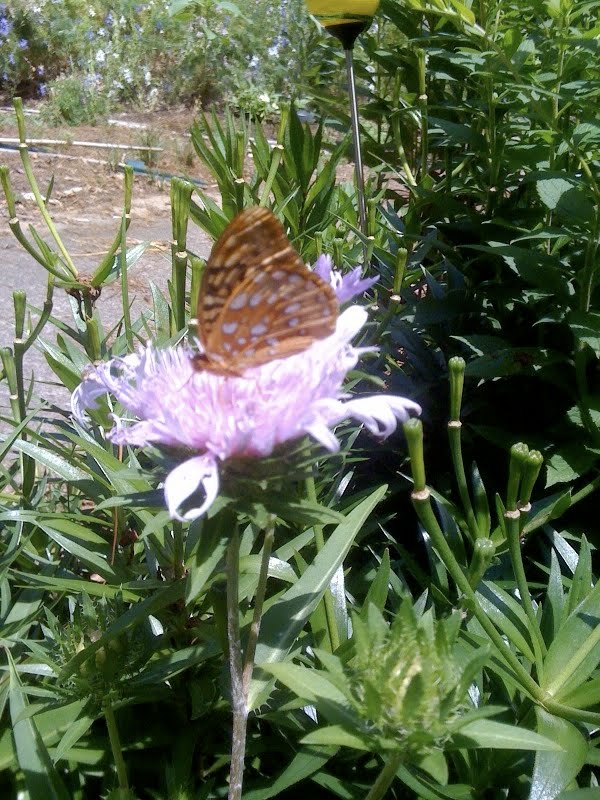  two black swallowtails, a monarch, and a painted lady.