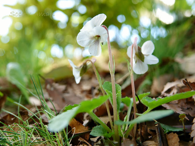 Viola keiskei