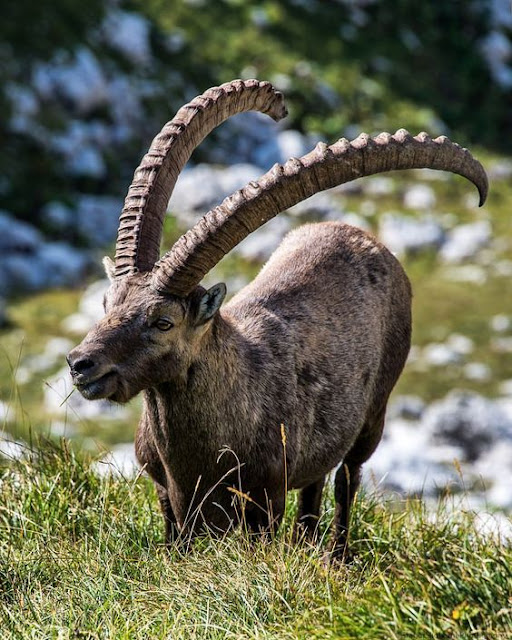 Capra ibex