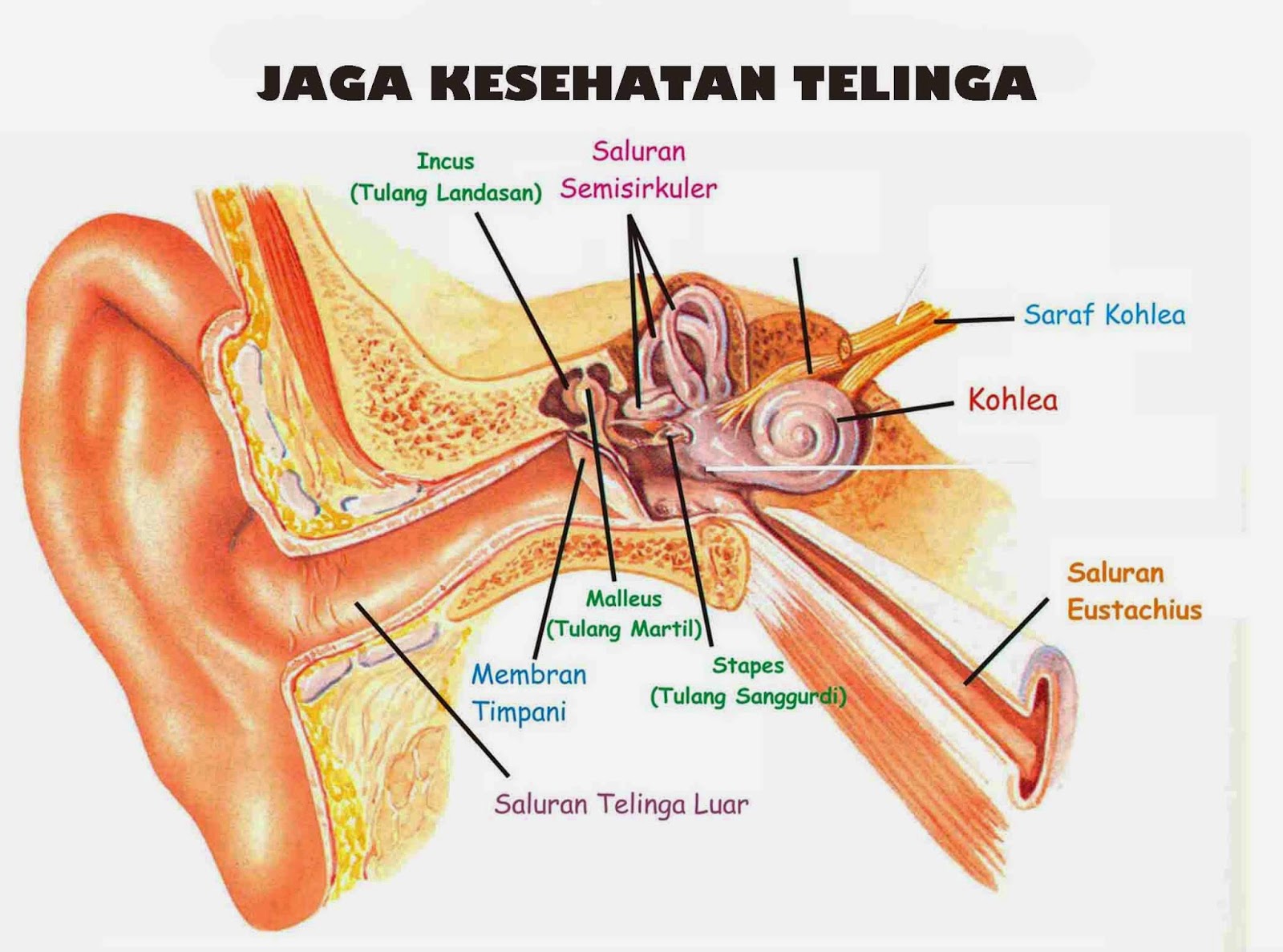 gangguan telinga