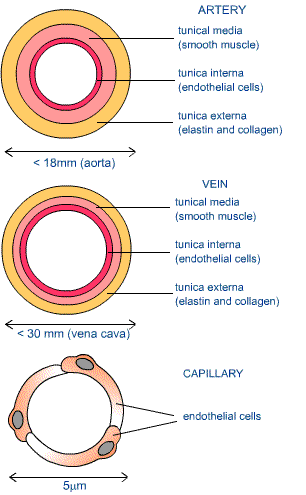 Arteries, Veins, And Capillaries - Circulatory System