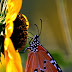 The Flower and A Butterfly