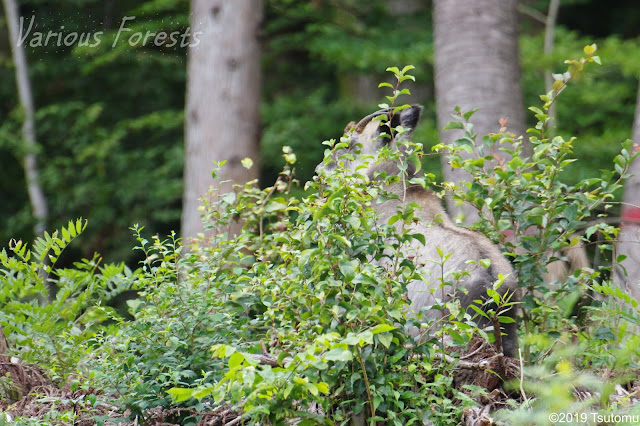 Japanese serow