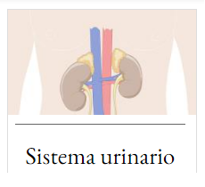  sistema urinario