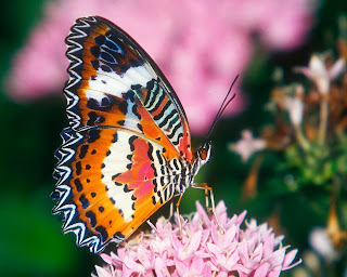 Butterfly wallpaper