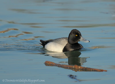 Lesser Scaup in breeding plumage, Toronto photographer Robert Rafton