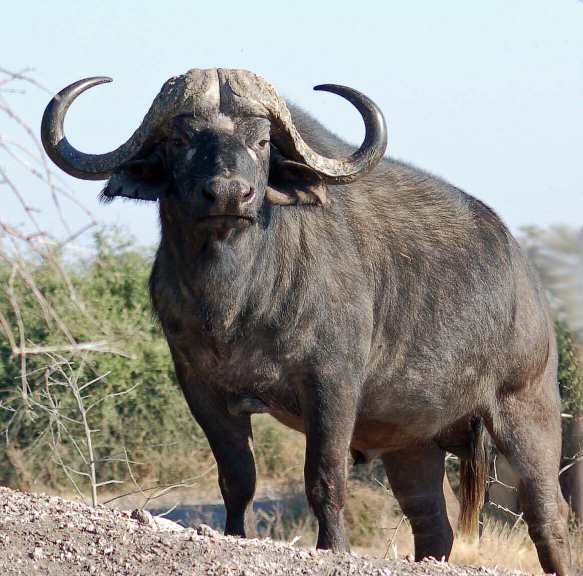 african buffalo wallpaper