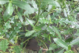  Tanaman daruju ialah tanaman magrove yang sering kita jumpai berada disekitar kita Manfaat Tanaman Daruju ( Acanthus Ilicifolius L.)